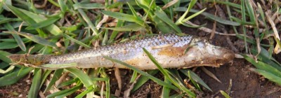 улов.jpg (102.35 КБ) 15914 просмотров Что за порода даже не знаю, в ХМАО такое не ловилось.